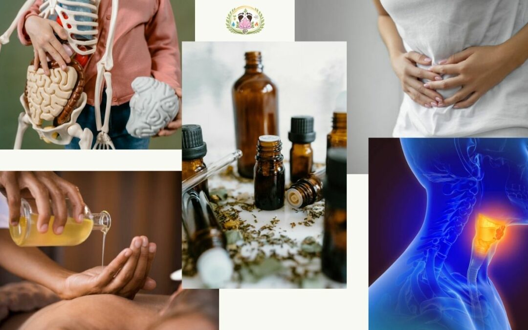 Equilibre hormonal et digestion