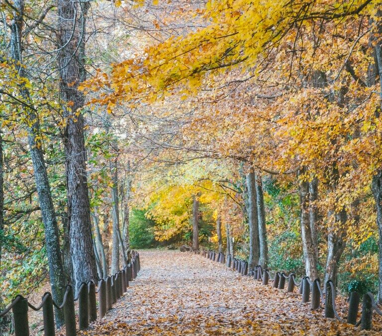 Sharad (automne ayurvédique) : calmer la digestion et stabiliser les hormones